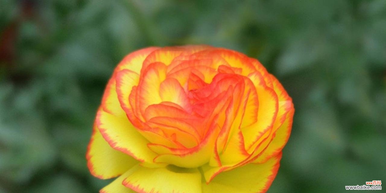 用花束传达欢迎的心意 以表示欢迎的花语是欢迎的花束，热情迎接新的开始