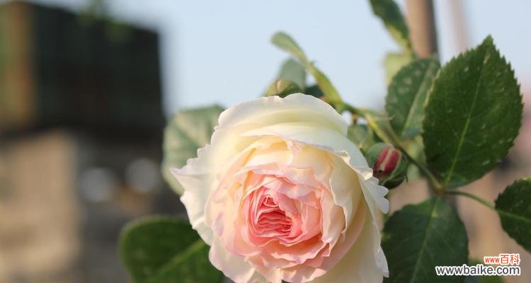 用花束传达欢迎的心意 以表示欢迎的花语是欢迎的花束，热情迎接新的开始