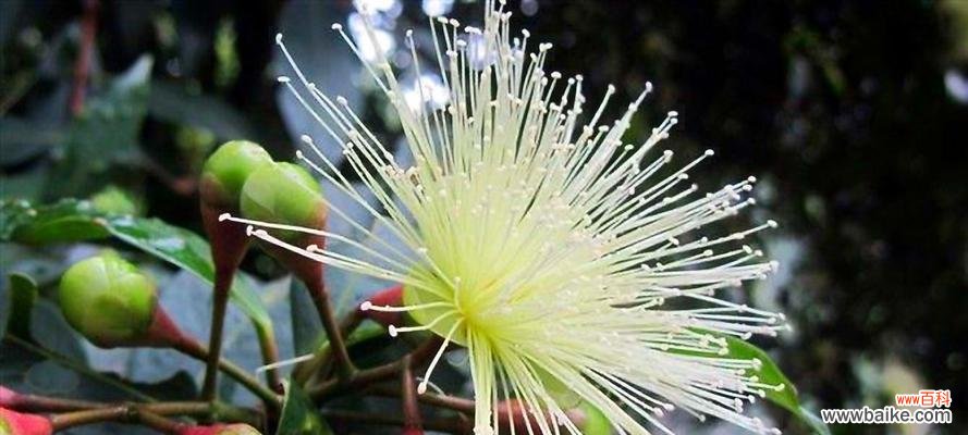 怀念的花语 怀念之花