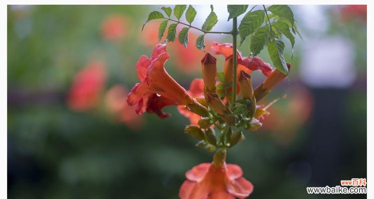 展现敬佩之花 花开敬佩，盛放自信与勇气