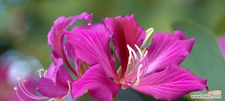 探索坚韧花朵的世界 花之坚韧