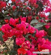 探索坚韧花朵的世界 花之坚韧