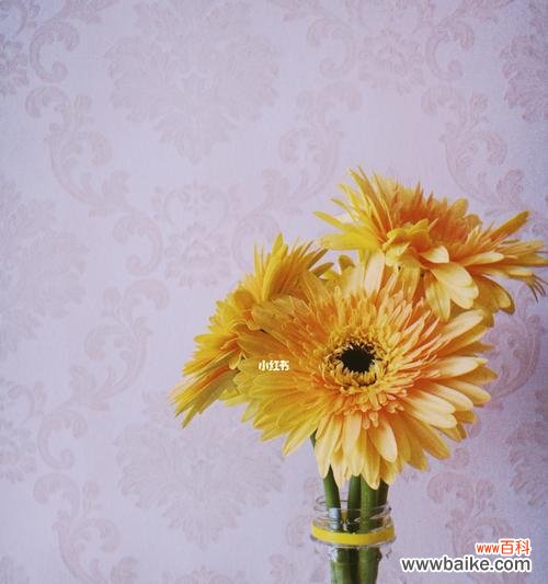 用花语表达开心 开心的花语——传递幸福与喜悦的花卉