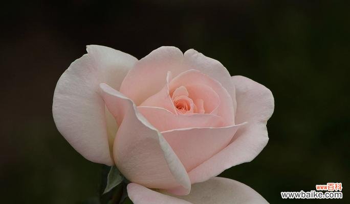 以花朵传递内心歉意 道歉之花