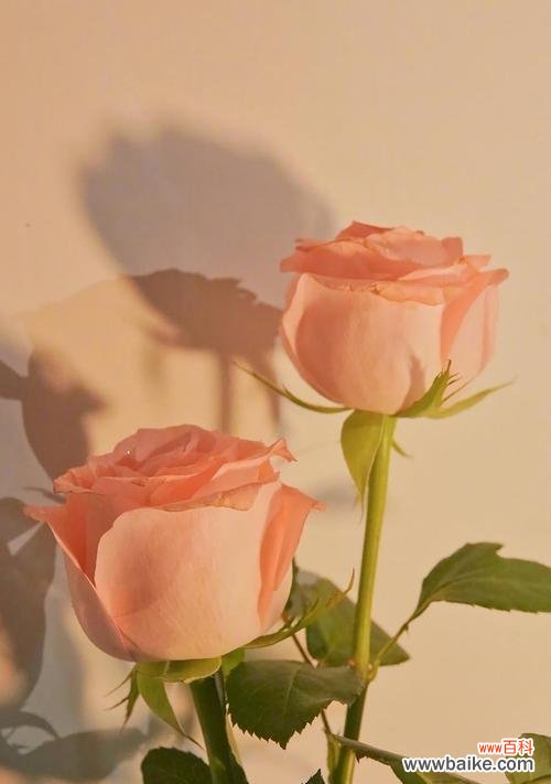 以花朵传递内心歉意 道歉之花