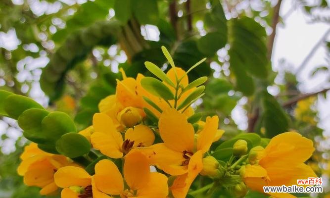 平安的花有哪些 花开平安，花开吉祥