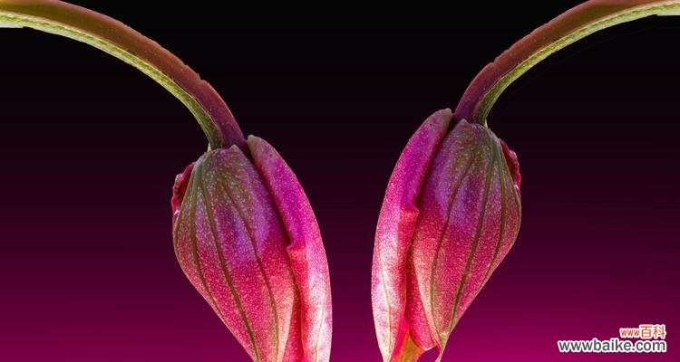 平安的花有哪些 花开平安，花开吉祥