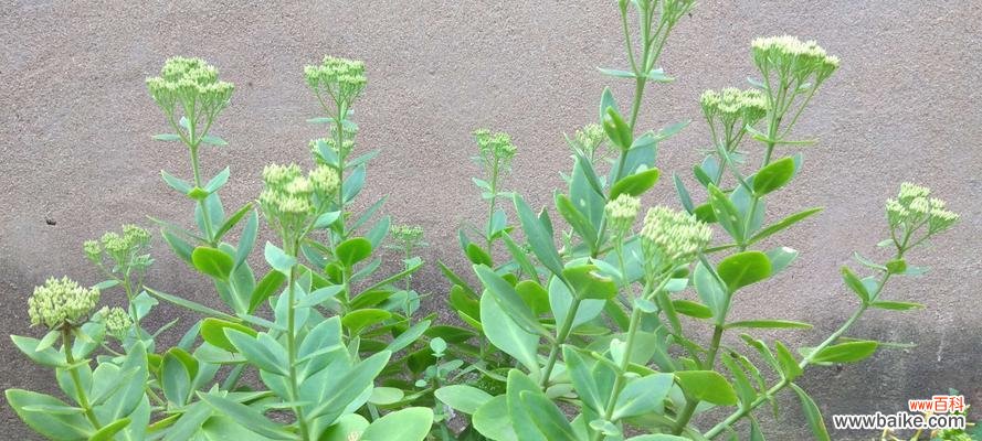 平安的花有哪些 花开平安，花开吉祥