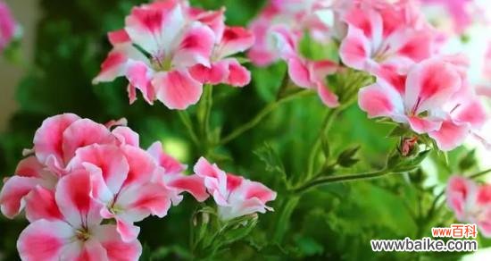 在花语中感受陪伴的力量 陪伴的花——表达陪伴的花语