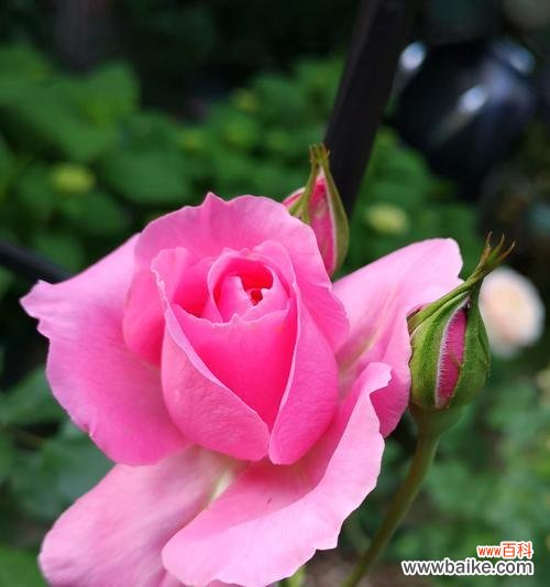 在花语中感受陪伴的力量 陪伴的花——表达陪伴的花语