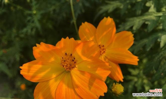 用恒心和毅力 努力的花，绽放自我