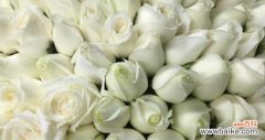 白瑰玫花语的魅力与寓意 白瑰玫的花语——纯洁与神秘的象征