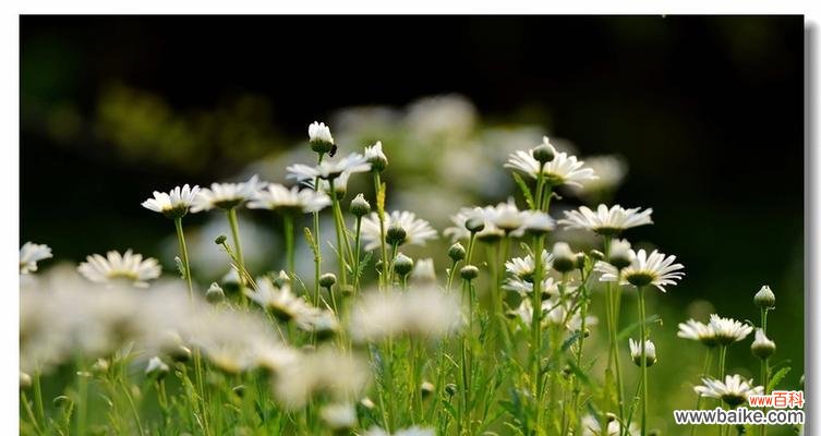 揭开白晶菊花背后的花语密码 白晶菊花语——花开如玉，香气扑鼻