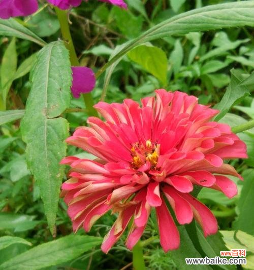 白菊花的美丽与象征的力量 白菊花的花语及其寓意