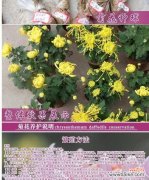 白菊花的美丽与象征的力量 白菊花的花语及其寓意