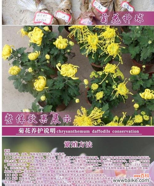 白菊花的美丽与象征的力量 白菊花的花语及其寓意