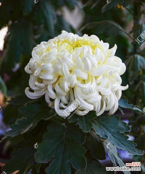 探索白菊花的深层涵义及其在文化中的体现 白菊花的象征意义与寓意