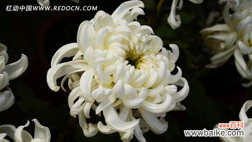 探索白菊花的深层涵义及其在文化中的体现 白菊花的象征意义与寓意