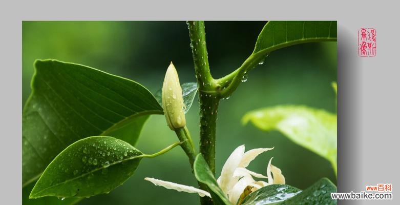 揭示白兰花的谜底 白兰花的美丽与寓意