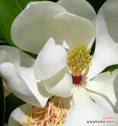 揭示白兰花的谜底 白兰花的美丽与寓意