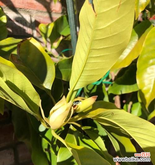 揭示白兰花的谜底 白兰花的美丽与寓意