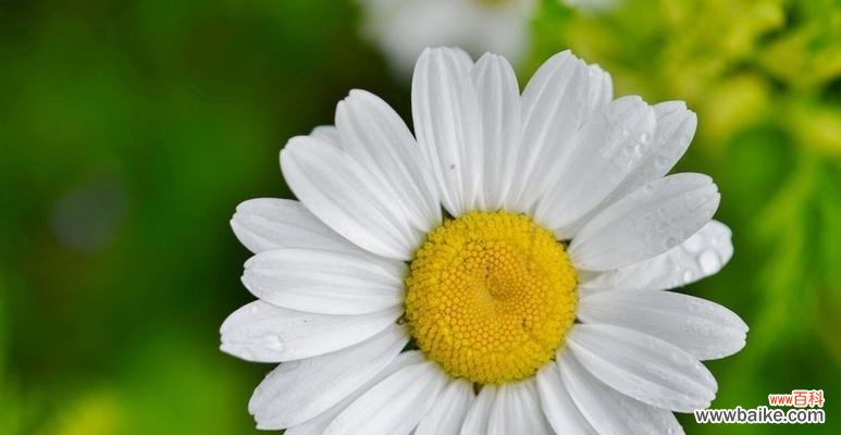探究白菊花的美丽和深远意义 白菊花的寓意与象征意义