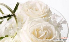 美丽而纯洁的花朵散发的寓意与感动 白玫瑰的象征意义及其内涵