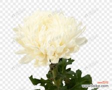 美丽纯洁的花语传递心意 白菊花的代表意义