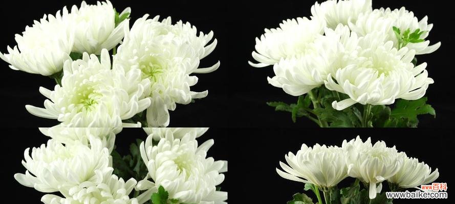 美丽纯洁的花语传递心意 白菊花的代表意义