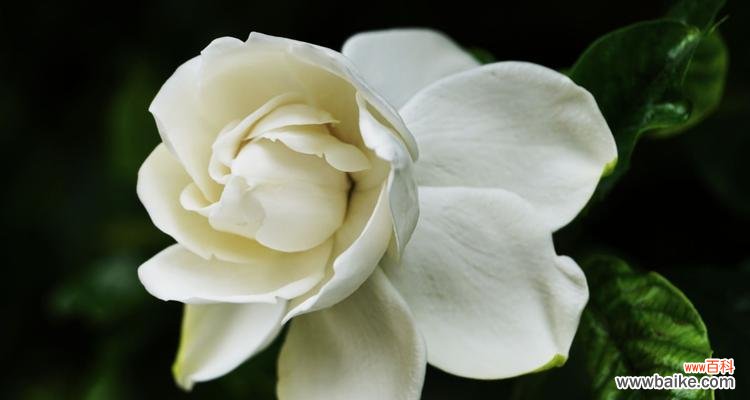 探寻白兰花的历史 白兰花的象征意义与生命之美