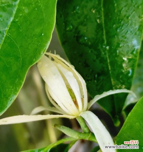 探寻白兰花的历史 白兰花的象征意义与生命之美