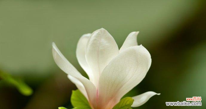 揭开白兰花的深刻寓意 白兰花的花语和象征意义