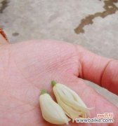 白兰花 白兰花花语