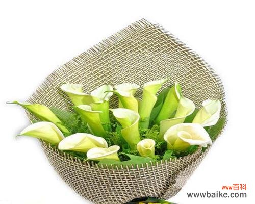 宁静高洁的花语传递着喜悦与坚持 白马蹄莲，花开寄托的美好