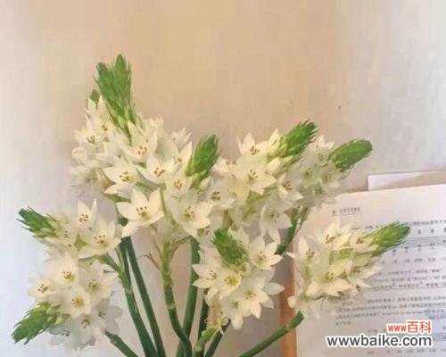 善良之美 善良花——传递爱与友善的花语