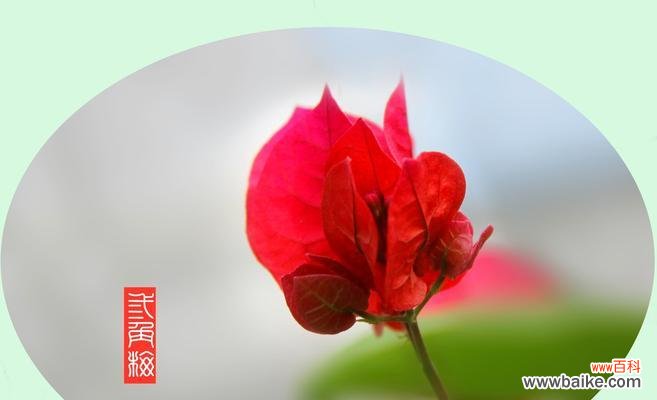 五种花语热情的花让你传递无限热情 用花语表达热情的花朵