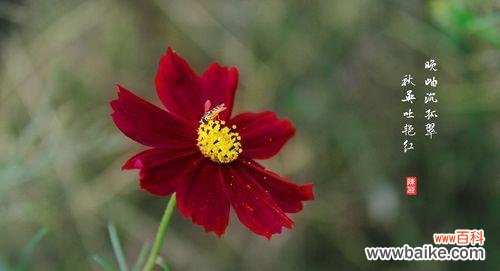 五种花语热情的花让你传递无限热情 用花语表达热情的花朵