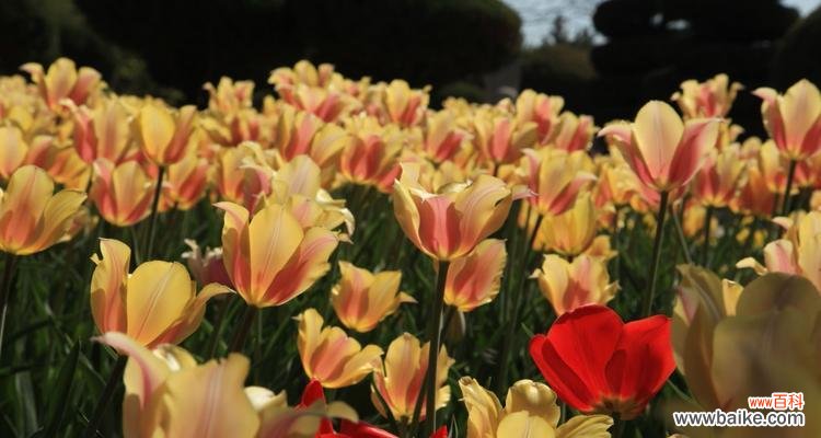 五种花语热情的花让你传递无限热情 用花语表达热情的花朵