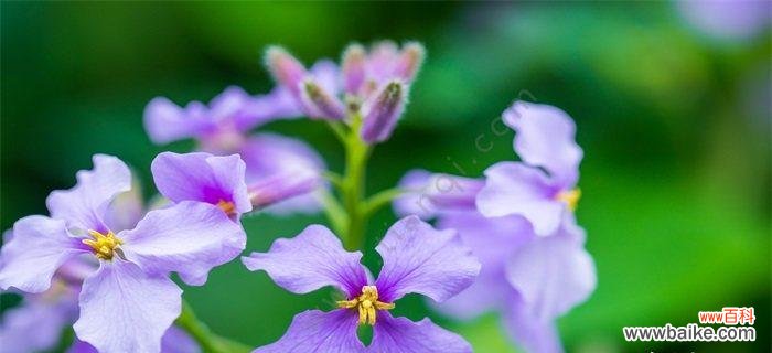 用花言融入庆典的喜悦与祝福 花语中的庆祝祝贺之花