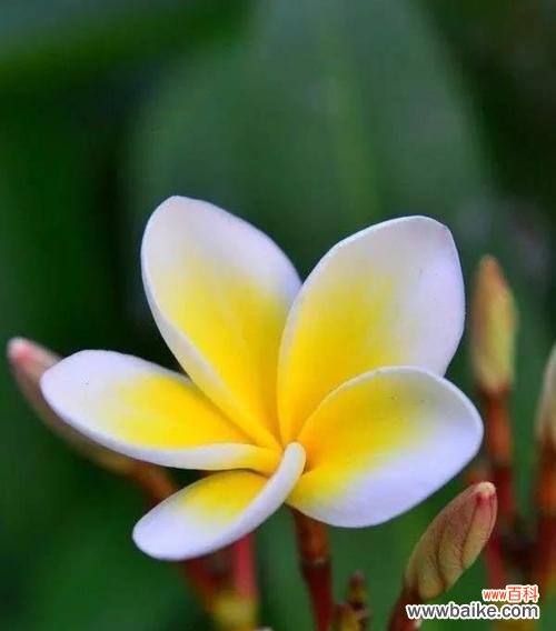 以花语传达内心的悔意 花开诉求，请求原谅的花