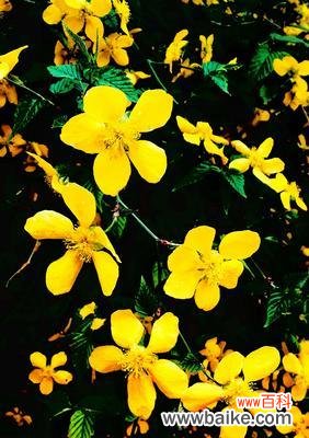 揭示花语中胜利的秘密 胜利的花