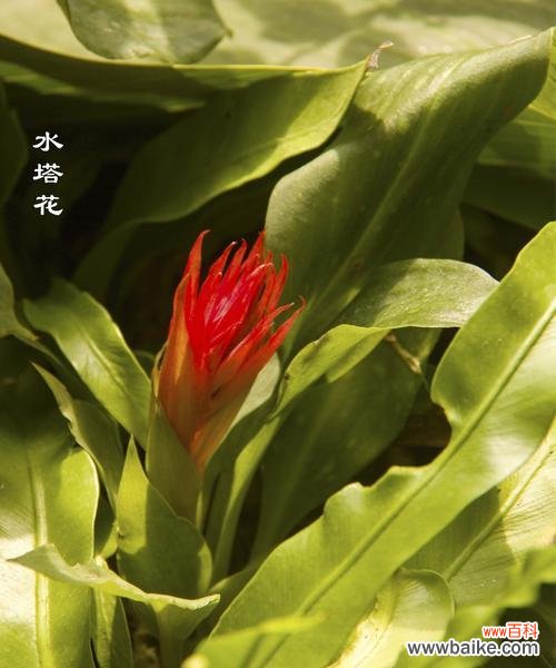 揭示花语中胜利的秘密 胜利的花