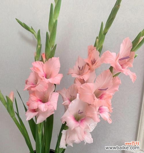 揭示花语中胜利的秘密 胜利的花