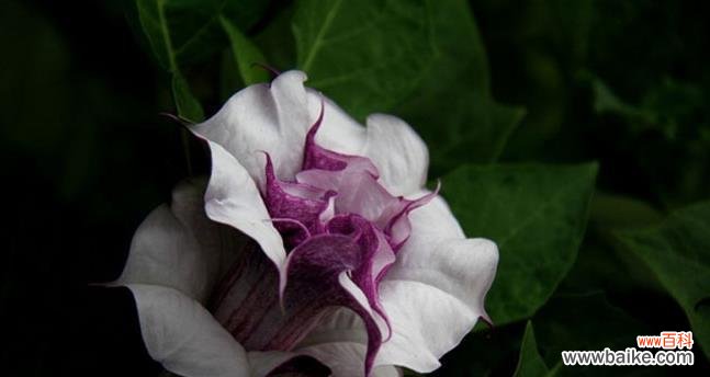 以生命的花为主题 用花语诠释生命的美