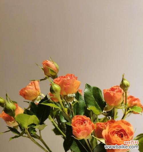 温柔之美在花开的瞬间绽放 温柔的花