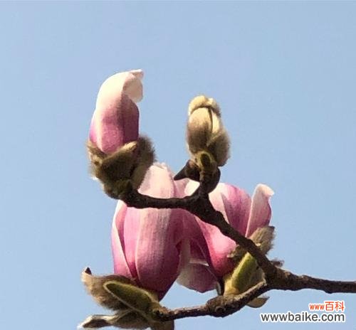 怀念故乡 思乡之情