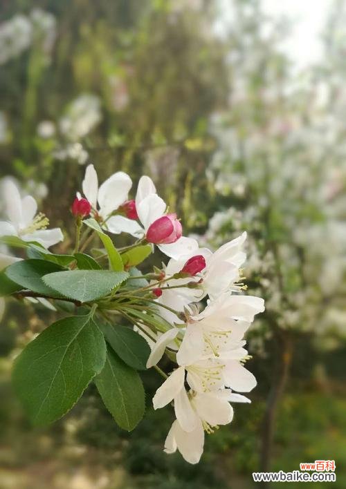 怀念故乡 思乡之情