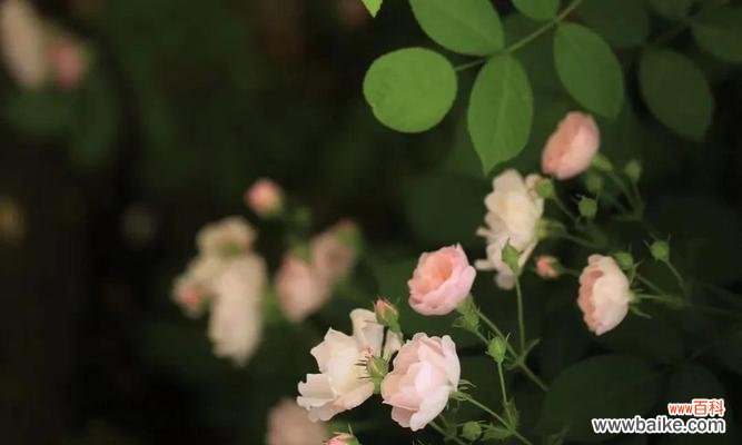 传达深情与想念的花语 思念之花