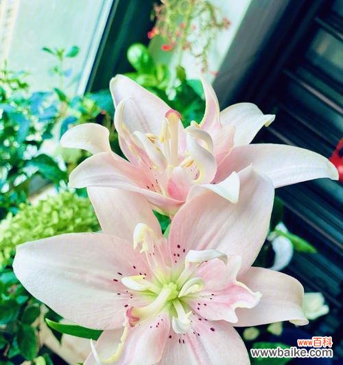 以花朵为媒介传递思念之情 花语中的思念之花