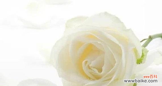 以白玫瑰为主题的寓意与象征意义 白玫瑰的纯洁之美